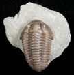 Super Inflated Flexicalymene Trilobite #5609-4